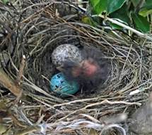 A bird nest with eggs

Description automatically generated