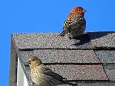 A couple of birds on a roof

Description automatically generated