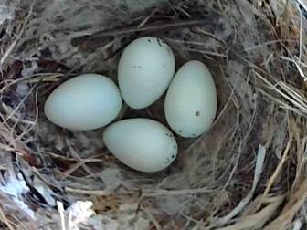 A nest with eggs