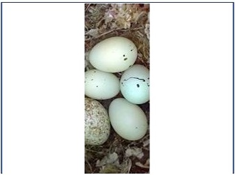 A group of eggs in a nest