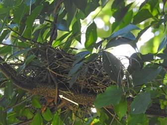 A bird nest in a tree