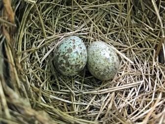 A nest with two eggs