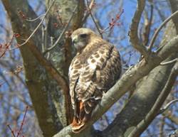 A bird sitting on a tree branch

Description automatically generated