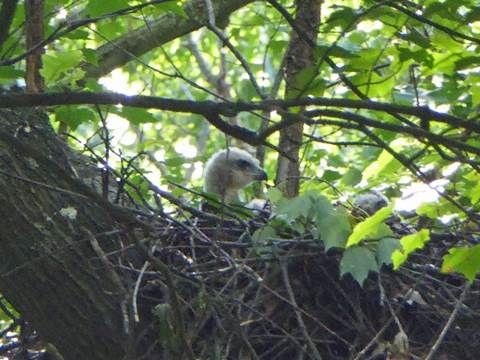 A squirrel on a tree branch