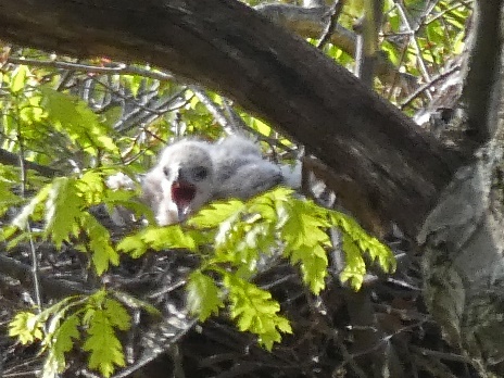 A small animal in a tree