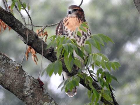 A bird sitting on a branch