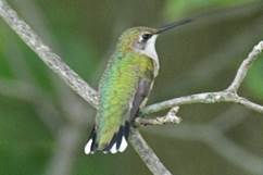 A bird sitting on a branch

Description automatically generated