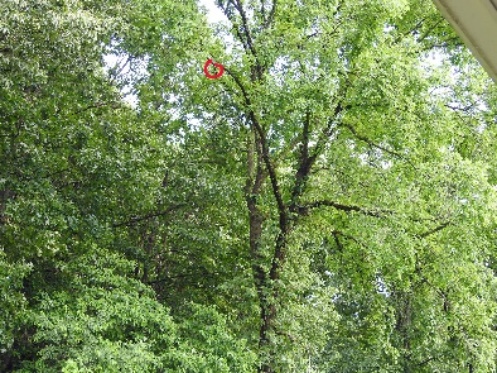 A tree with many leaves