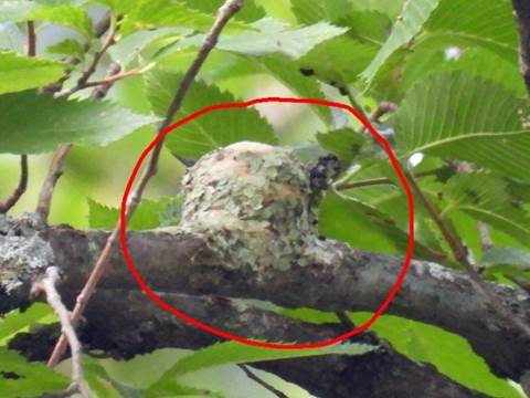 A bird on a branch