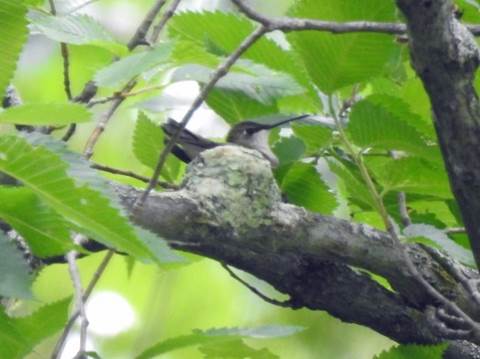 A bird sitting on a branch