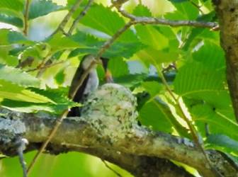 A bird sitting on a branch