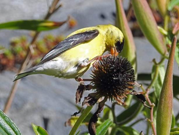 Gold finch