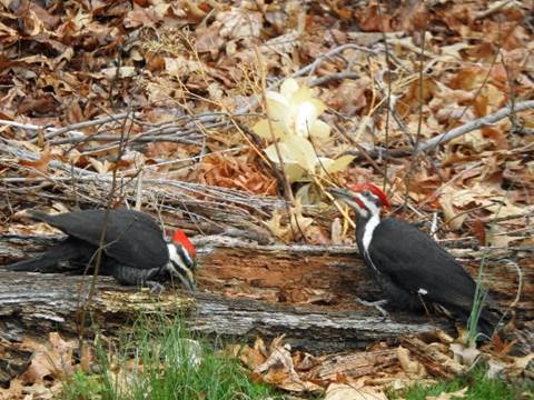 A picture containing grass, bird, outdoor