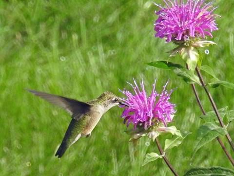 A picture containing grass, bird, outdoor