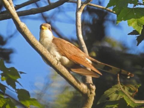 A picture containing grass, bird, outdoor