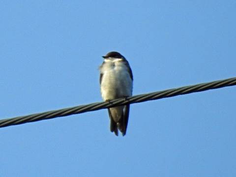 A picture containing grass, bird, outdoor