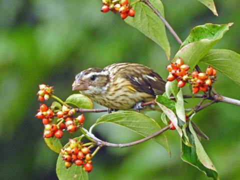 A picture containing grass, bird, outdoor