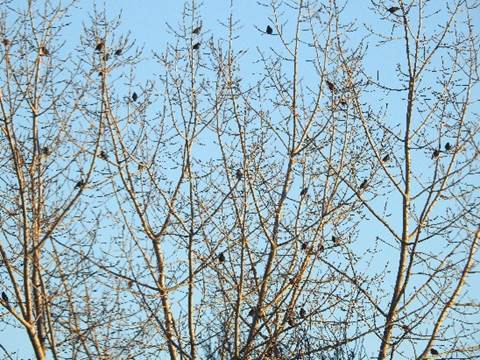 A picture containing grass, bird, outdoor