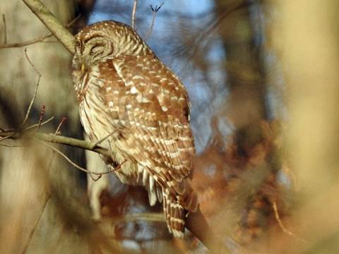 A picture containing grass, bird, outdoor