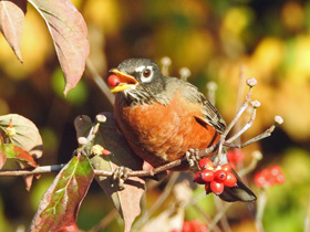 robin eating a berry