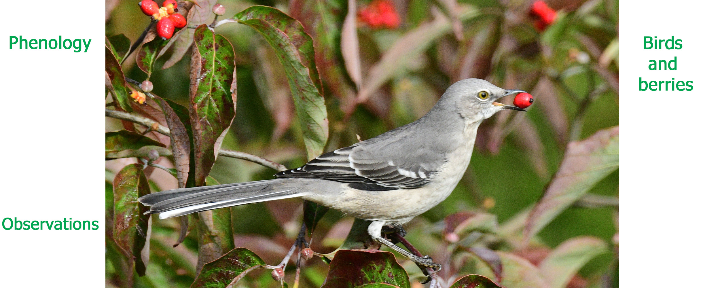 Bird with a berry